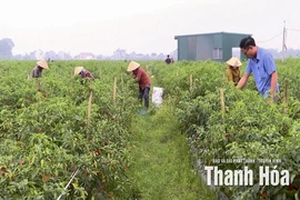 Phường Nam Sầm Sơn hướng tới nông nghiệp công nghệ cao gắn với du lịch
