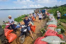 Tiếp tục gia cố, bảo vệ vững chắc tuyến đê hữu sông Thị Long