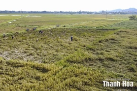 Chủ tịch UBND tỉnh yêu cầu khẩn trương thống kê thiệt hại, triển khai công tác khắc phục hậu quả bão số 10 và mưa lũ sau bão