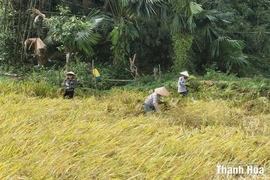 Nông dân xã Thanh Quân “cứu” lúa sau bão