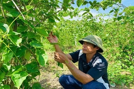 Lấy nền tảng kinh tế làm cơ sở xây dựng nông thôn mới nâng cao