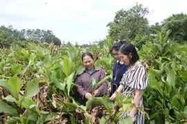 HTX góp phần nâng tầm giá trị nông sản