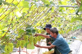 Tạo động lực để kinh tế tập thể phát triển bền vững