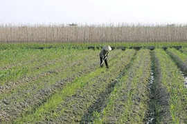 Đẩy nhanh tiến độ gieo trồng vụ đông