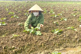Điểm sáng trong sản xuất vụ đông ở miền núi