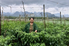 Người cao tuổi học và làm theo Bác