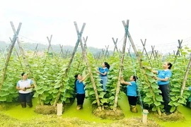 Phụ nữ xã Hà Long giúp hội viên giảm nghèo