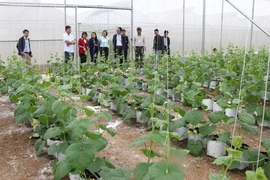 Dấu ấn nông nghiệp hiện đại