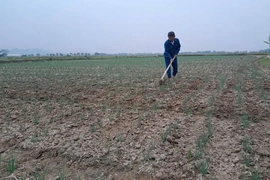 Nga Sơn gia tăng giá trị từ sản xuất vụ đông