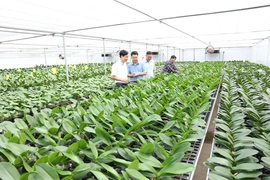 Phát huy vai trò của Hội Nông dân trong phát triển kinh tế tập thể