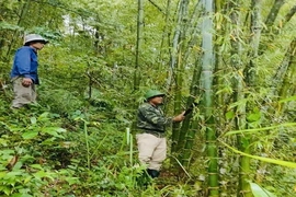 Tam Thanh bảo vệ rừng gắn với phát triển vùng luồng, vầu thâm canh