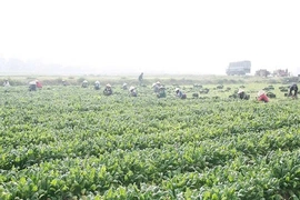 “Đòn bẩy” để HTX nông nghiệp phát triển bền vững