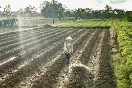 Chủ động phòng trừ sâu bệnh, bảo vệ cây trồng vụ đông