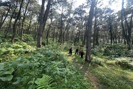 Giữ rừng mùa khô hanh