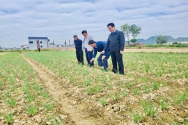 Ba Đình linh hoạt các giải pháp trong sản xuất vụ đông