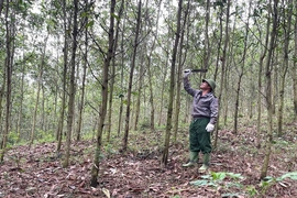 Ngọc Trạo phát huy tiềm năng, lợi thế phát triển kinh tế - xã hội theo hướng bền vững