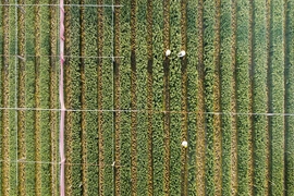 Nông dân làng hoa lớn nhất Thanh Hóa tất bật chăm vụ Tết