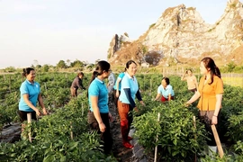 Tạo cơ hội, kích cầu cho các HTX do phụ nữ tham gia quản lý phát triển