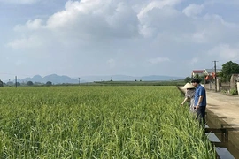 “Đánh thức” sản phẩm đặc hữu của địa phương