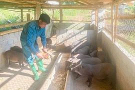 Chàng trai dân tộc Mường vượt khó, truyền cảm hứng khởi nghiệp