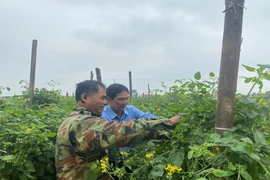 Vụ đông năm 2025-2026: Nhiều khởi sắc và thử thách (Bài 1): Cây trồng vụ đông ngắn ngày cho giá trị cao