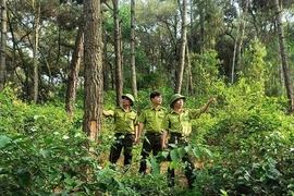 Hạt Kiểm lâm Hà Trung&nbsp;nỗ lực giữ rừng