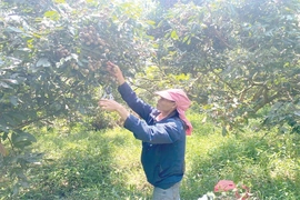 Nông dân liên kết sản xuất -&nbsp;nâng tầm thương hiệu sản phẩm