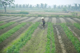 Phát triển diện tích liên kết trồng khoai tây vụ đông xuân