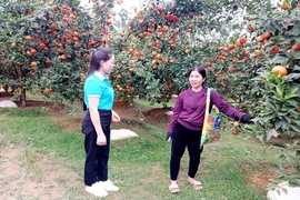 Phụ nữ Điền Lư giúp nhau&nbsp;phát triển kinh tế, giảm nghèo