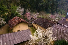 Du lịch Hà Giang mùa Xuân - Thời điểm lý tưởng để cảm nhận trọn vẹn vẻ đẹp vùng cao