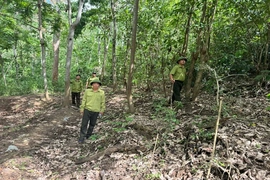 Ban Quản lý rừng phòng hộ Mường Lát giữ rừng mùa khô hanh
