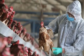 Năm 2026,&nbsp;bảo đảm 100% gia súc, gia cầm thuộc diện tiêm được tiêm phòng