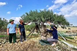 Thọ Phú biến nghị quyết thành hành động