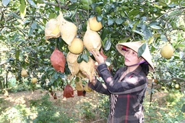 Thăm vườn bưởi “tiến vua” hơn 7.000 quả chờ tết