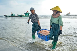Tết Dương lịch, ngư dân ven biển xứ Thanh vẫn vươn khơi săn “lộc biển”