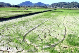 Hành động quốc gia chống sa mạc hóa: Giữ ổn định 3,5 triệu ha đất trồng lúa