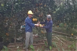 Người cao tuổi lan tỏa tinh thần hăng say lao động