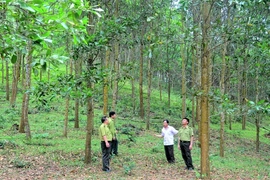 Lợi ích kép trên vùng rừng gỗ lớn ở Xuân Thái