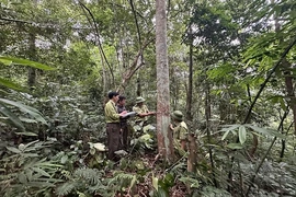 Bảo vệ rừng gắn với phát triển kinh tế lâm nghiệp ở Văn Nho