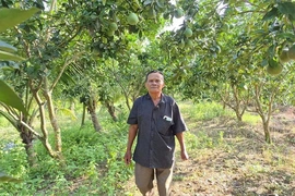 Biến đồng trũng nhiễm mặn thành nơi cho trái ngọt