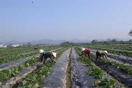 Nhân rộng mô hình liên kết trong sản xuất vụ đông