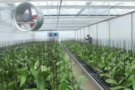 Chuyển đổi số tạo đột phá&nbsp;phát triển nông nghiệp bền vững