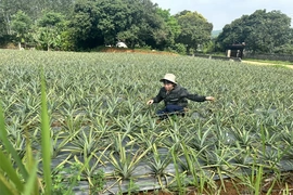 Tạo cơ hội để nông dân vươn lên làm giàu