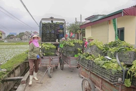 Thúc đẩy các chuỗi liên kết&nbsp;sản xuất, tiêu thụ sản phẩm