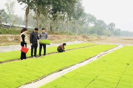 Xã Vĩnh Lộc đẩy mạnh sản xuất&nbsp;nông nghiệp tập trung, nâng cao giá trị