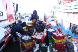 Siết chặt quản lý hoạt động thu mua thủy sản khai thác