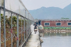 Thanh Hóa công bố hết dịch bệnh tả lợn châu Phi