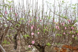 Sẵn sàng cho hội chợ Hoa đào - Hoa cây cảnh xuân Bính Ngọ xã Hợp Tiến