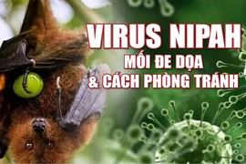 Virus Nipah - Mối đe dọa và cách phòng tránh