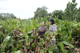 Gỡ khó để phát triển bền vững chuỗi&nbsp;liên kết, tiêu thụ sản phẩm OCOP
